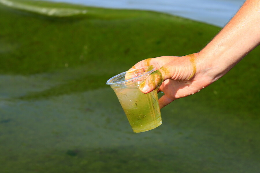 man scooping algae with a plastic cup