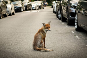 fox in the middle of a road