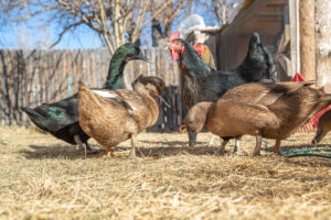 backyard chickens and ducks