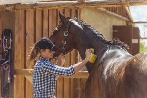 Woman caring for horse in stable.