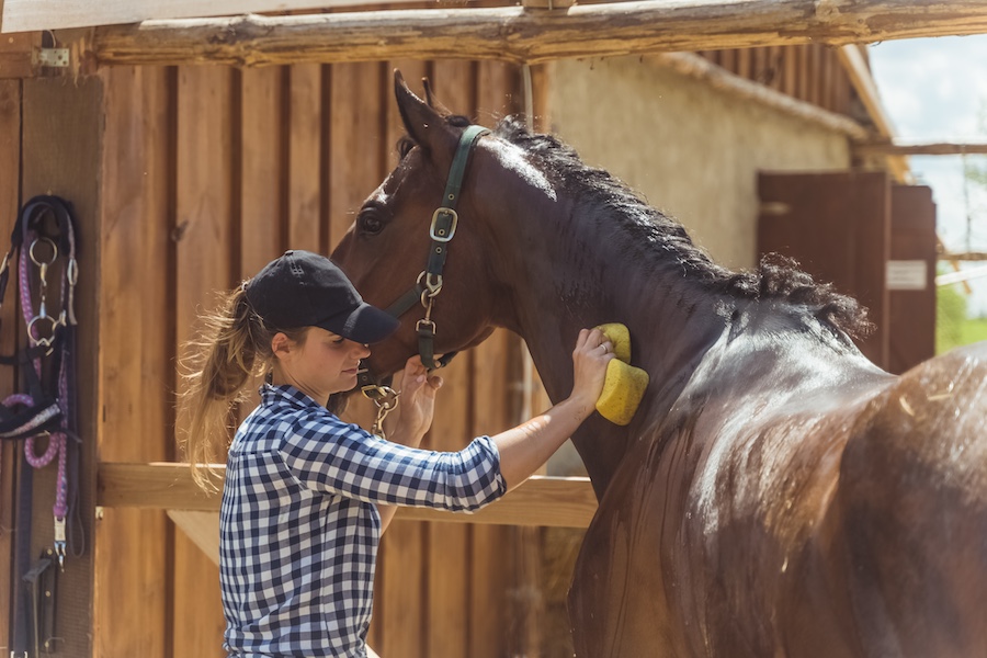 Woman caring for horse in stable.