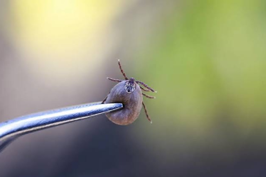 Close-up of a tiny snail perched on the tip of a curved metal instrument, with a blurred green-yellow background.
