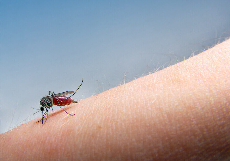 mosquito on person's arm