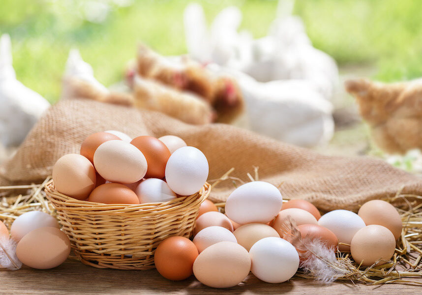 basket of eggs with chickens nearby