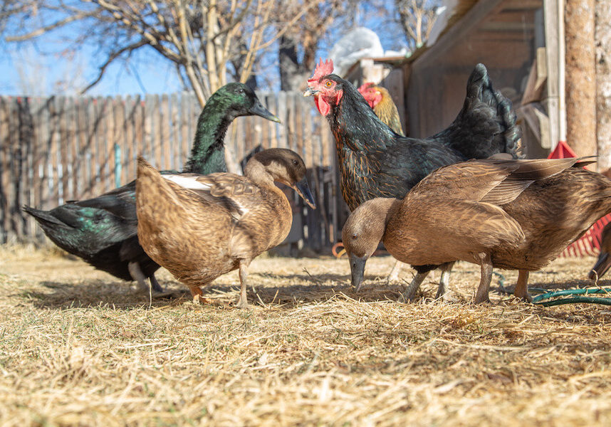 backyard chickens and ducks